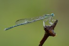 la damigella