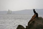 Cormorani & Vele