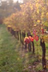 Giretto tra le vigne con qualche vecchio obiettivo fisso.  Grazie per i commenti.