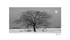 albero e luna
