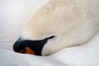 Cigno