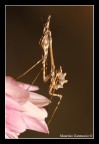 Dati di scatto:

Canon eos 7D
sigma 180mm Macro
f 22
iso 100
6 sec