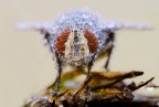bubble fly