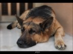 AYCO