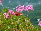 ...fiori...
