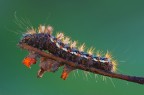 Acronicta rumicis