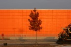 albero