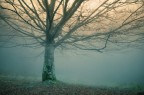 l'albero e la nebbia l'albero e la nebbia