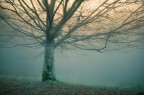 l'albero e la nebbia
