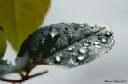 Gocce 02