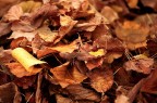 Si sta come, d'autunno, sugli alberi, le foglie.