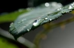 Gocce 03