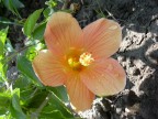 Macro fiore1