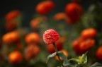 Fiori