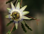 Fiore della passione