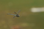 al volo 2