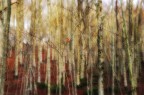 Il Bosco degli Spiriti