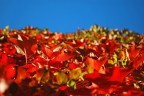 Colori d'autunno