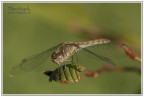 Libellula "catturata" con Nikon d2x + nikkor 85mm f1,8 con un tubo prolunga 21mm per potermi avvicinare maggiormente al soggetto. Critiche e commenti sono sempre ben accetti