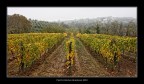 Autunno nei colli.