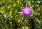 Le bellezze e i particolari della natura che ci circonda tante volte sfugge o passa inosservata ai nostri occhi...