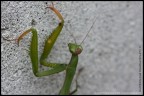 Canon EOS 40D e Tamron 90 Macro
altri scatti: http://capturethetime.blogspot.com/2010/11/praying-mantis.html