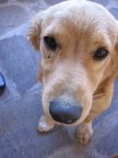 NocciolaDog