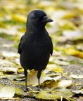 Animali ad Amsterdam #3: Corvo