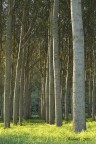 nel bosco