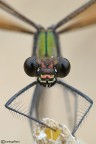 Calopteryx virgo