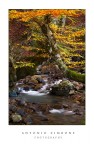 Japanese Autumn