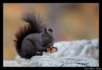 Spuntino