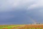 la pentola d'oro