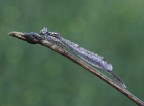 Graditi commenti per questa damigella....credo una delle ultime oramai..

Dati: Pentax K-X
F16
T1/6
Iso 125
EV -0,3

Scatto in HR
http://img607.imageshack.us/img607/8057/igp3129hires.jpg