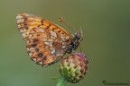 Ciao a tutti, mi presento con una foto di fine estate di un bel esemplare di Boloria sp. Spero sia gradita.