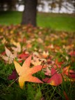 not hdr autumn
