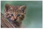 Gatto selvatico