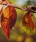 foglie d'autunno
