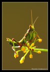Non avevo mai trovato questi colori in questi soggetti e poi cos piccolo (appena 5mm)... saltava come un grillo, quindi la foto  venuta male.... ma credo come documento vada benino.

Dati di scatto

Canon eos 7D
Sigma 180mm Macro
f11
0,6 sec
iso100