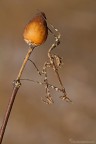 Questa  scattata un po di giorni fa a Monte Gelato in sieme ad una bella compagnia di macrofotografi ;-)

<A HREF="http://macroforum.emillustration.com/immagini_post/1289565824Empusa_1735_HR.jpg" TARGET="_blank"> Alta risoluzione 3000px</A>

Dati Exif:
ApertureFNumber:f/11.0
Model:Canon EOS 7D
ISOSpeedRatings:100
ShutterSpeedValue:1/25 sec. 
FocalLength: 150 mm.