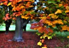 painting the autumn