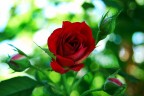 I boccioli e la rosa