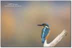 Martin pescatore (Alcedo atthis)-color