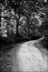 viale alberato