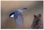 In volo
