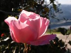 Una rosa