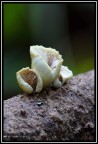 EOS 50D
f 10
0.6"
ISO 400
tamron 180mm