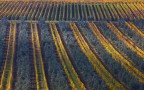 geometrie in vigna