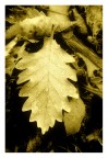 autunno