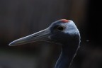 Foto scattata al Parco Natura Viva(VR)